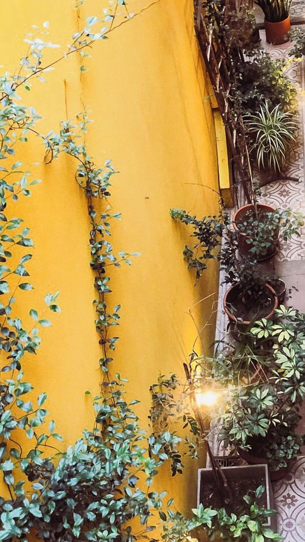 Pared amarilla con plantas trepadoras en el jardín